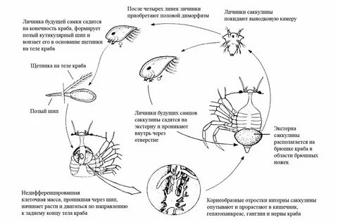 Личинка ракообразных 4