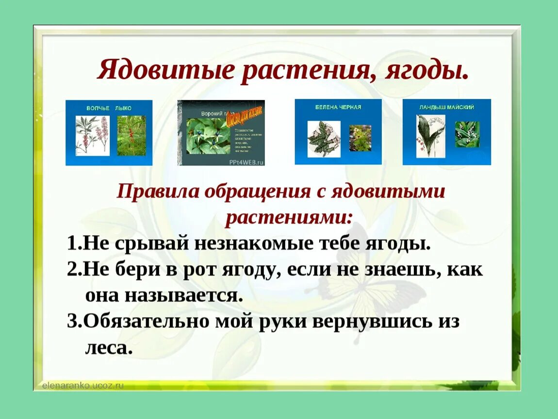 Готовый проект окружающему миру 4 класс. Правила безопасности с ядовитыми растениями. Правила поведения в лесу ядовитые растения. Памятка ядовитые растения 4 класс окружающий мир. Памятка для детей окружающий мир.