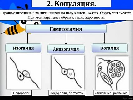 Копуляция примеры
