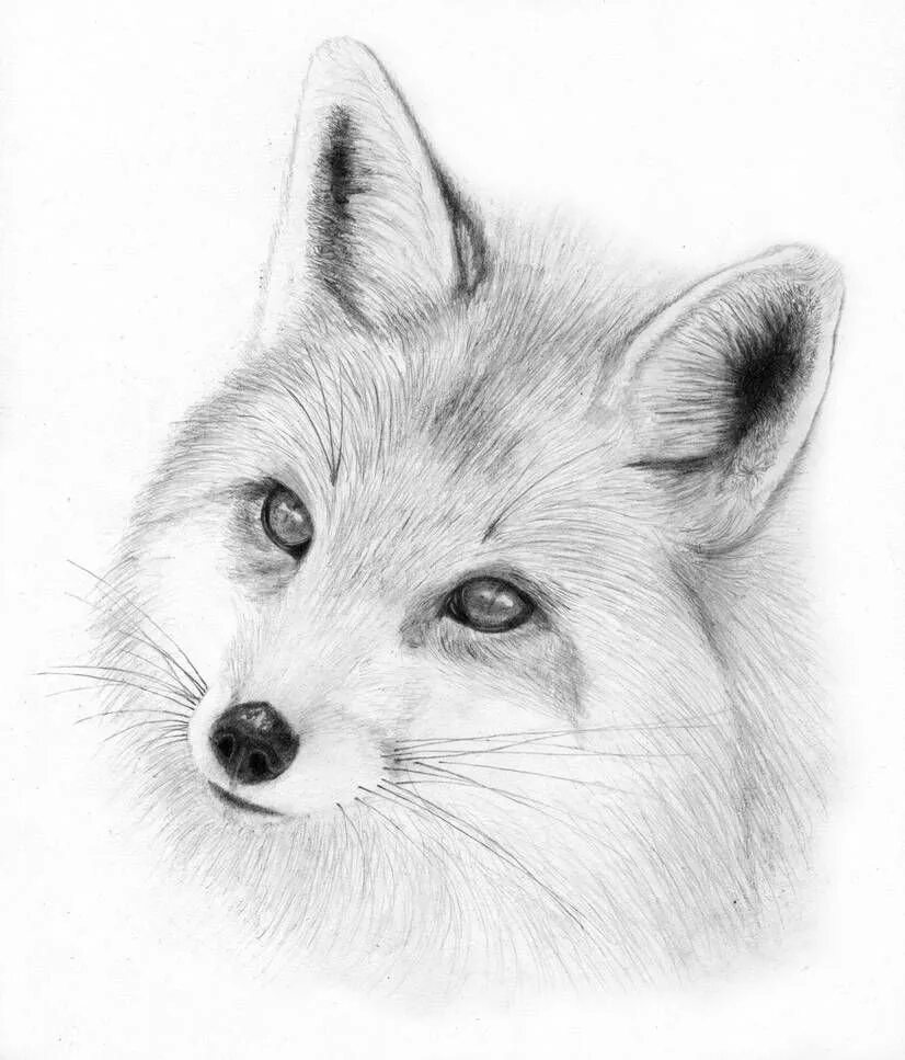 Животные карандашом. Рисунки животных карандашом. Животные для срисовки карандашом. Лиса рисунок. Рисунки животных простым карандашом
