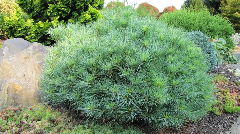 Сосна обыкновенная Чантри Блю Pinus sylvestris Chantry Blue Питомник Тайга