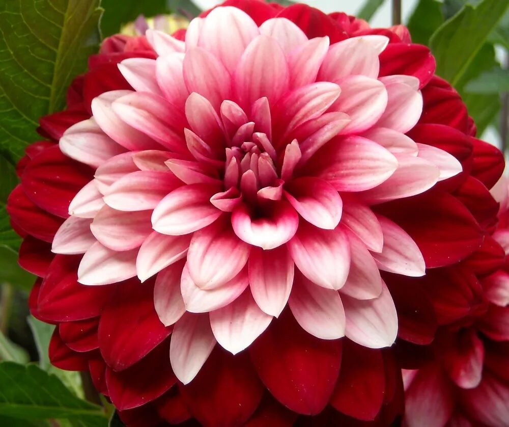 Dahlia (георгин). Георгины dahlia. Сложноцветные георгин. Георгин лилак. Dahlia цветок.