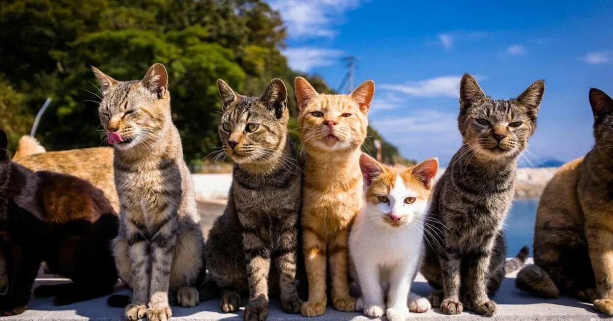 Многие коты