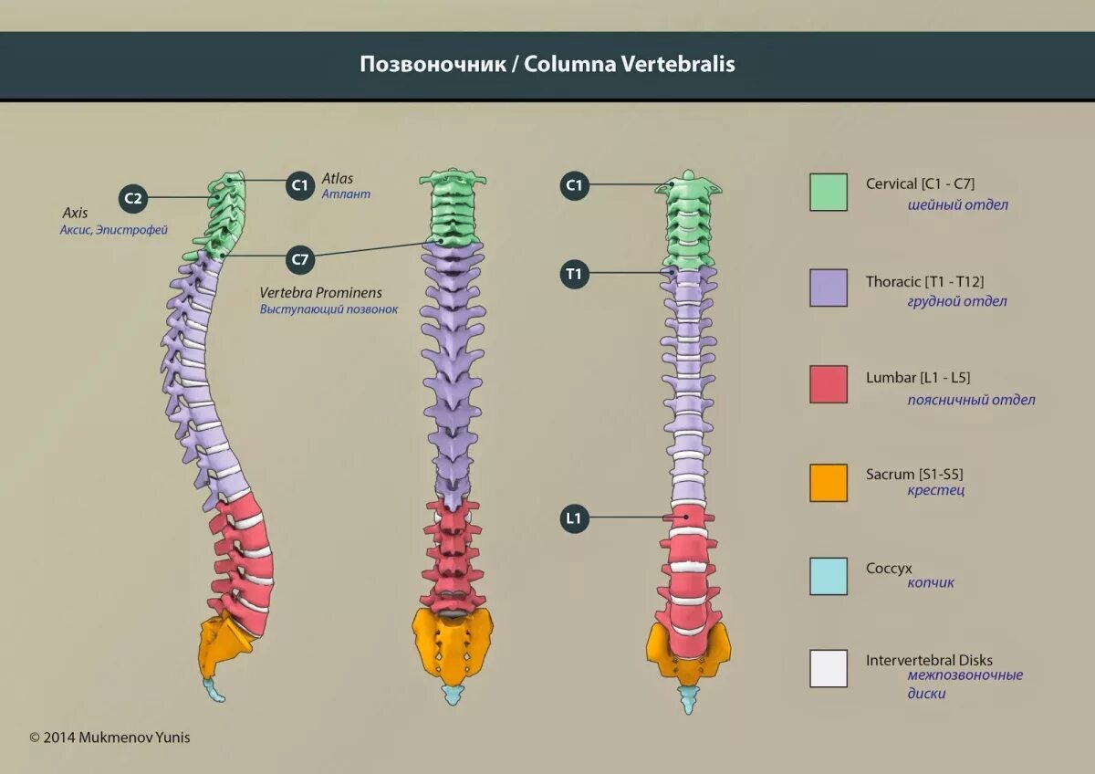 Позвоночный столб анатомия строение. Позвоночник человека строение по отделам. Схема обозначения позвоночника. Позвоночный столб грудной отдел. Сколько позвонков содержит позвоночник