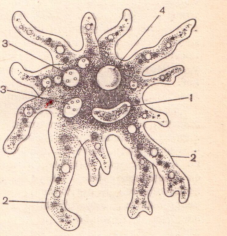 Какой цифрой обозначена на рисунке стадия амебы. Саркодовые амеба обыкновенная. Корненожки амеба обыкновенная. Строение амебы обыкновенной. Амёба обыкновенная 7 класс.