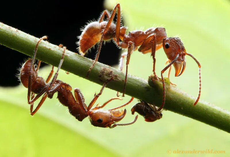 Paraponera clavata укус. Амазонский муравей-пуля. Daceton муравей. Тропический муравей 6 букв. Муравей пуля.