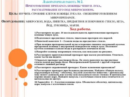 Лабораторная работа по биологии строение клетки вывод