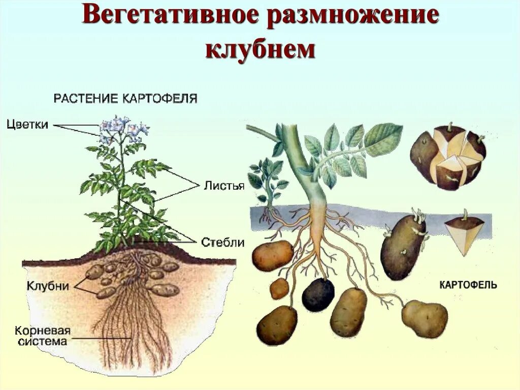 Вегетативные органы картофеля