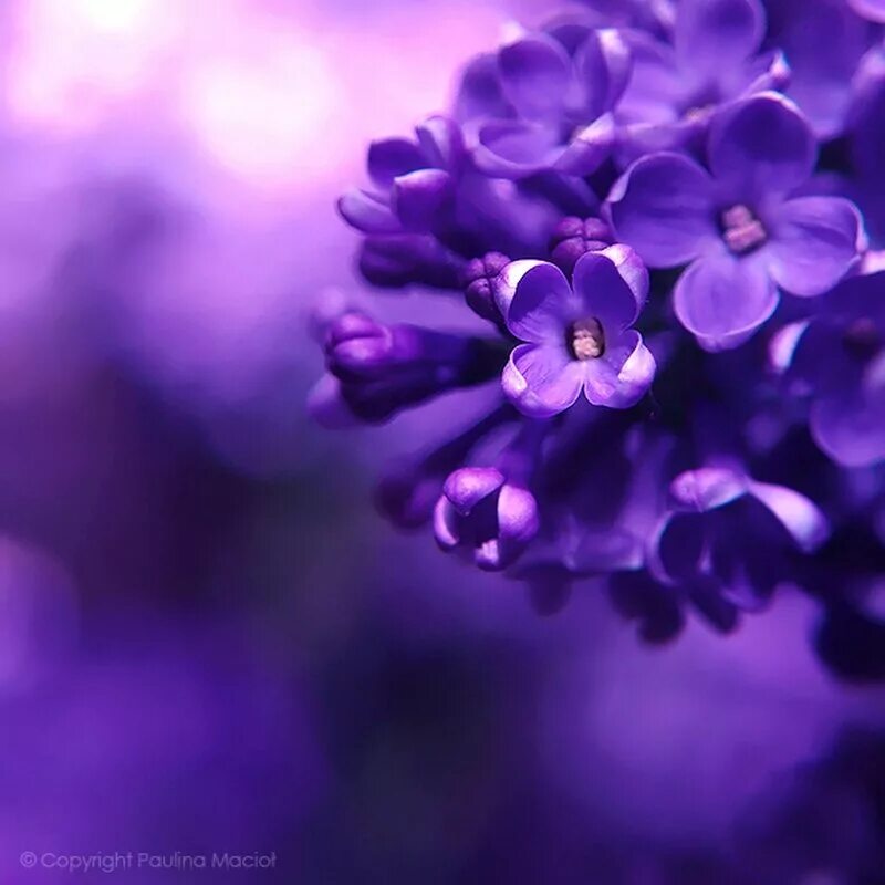 Сиреневые цветы открытка. Роза пурпл фиолетовый. Открытка фиолетового цвета. Орхидея ванда лиловая. Бабочка фиолетовая.