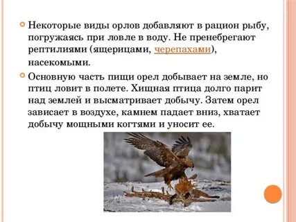 Орлы исследовательская работа