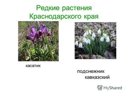 Растения краснодарского края внесенные в красную книгу