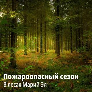 В лесу жарким днем