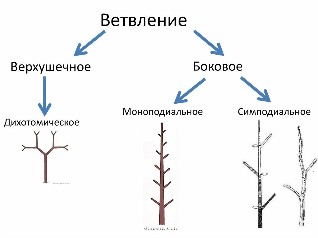 Нарастание растений. Типы ветвления стебля. Симподиальное ветвление побега. Моноподиальное ветвление побега. Ветвление побегов растений.