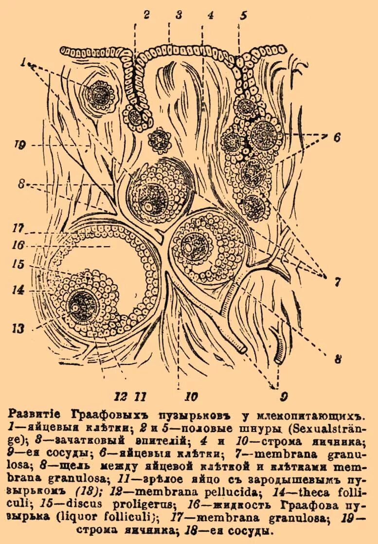 Граафов пузырек яичника. Граафовый пузырек строение. Яичник млекопитающего гистология. Строение граафова пузырька. Граафов пузырек гистология.
