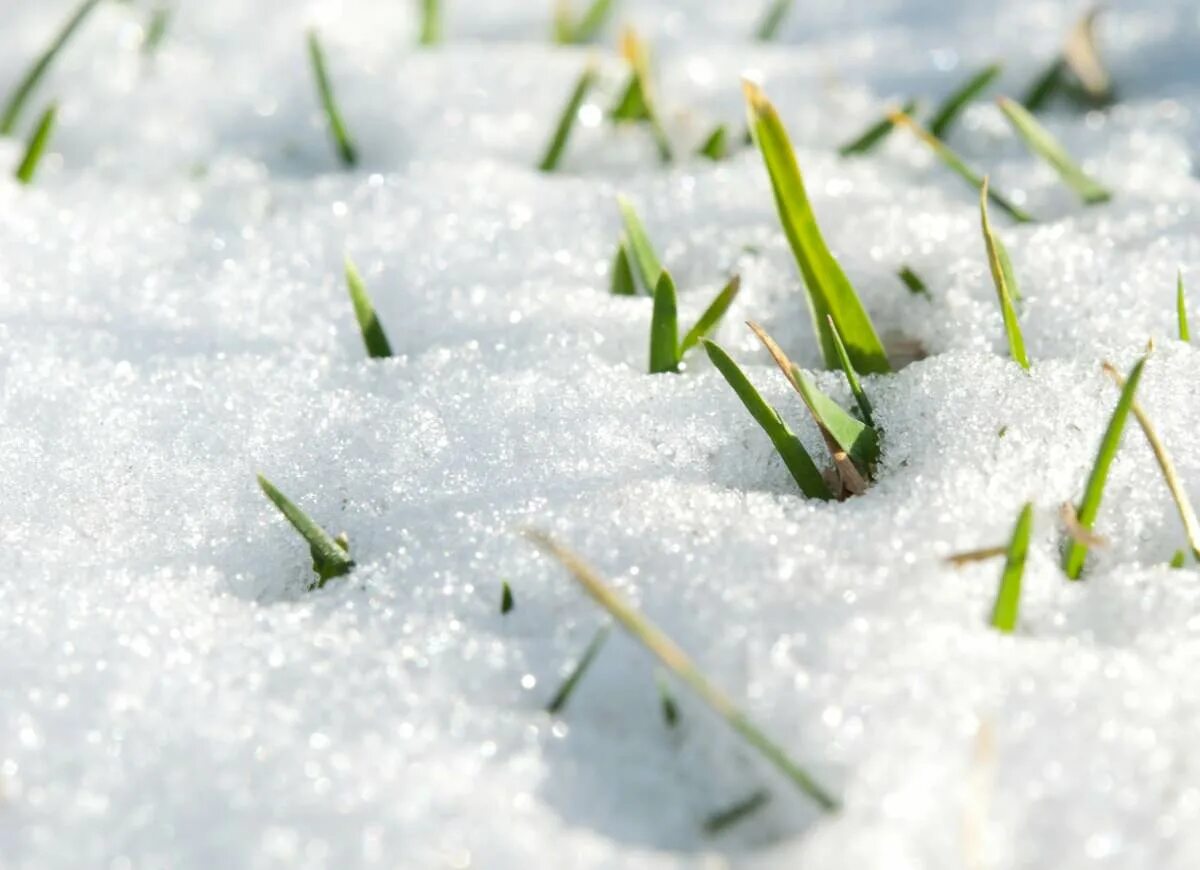 Под снегом есть воздух. Трава под снегом. Растения под снегом. Снег на траве. Снег на зеленой траве.