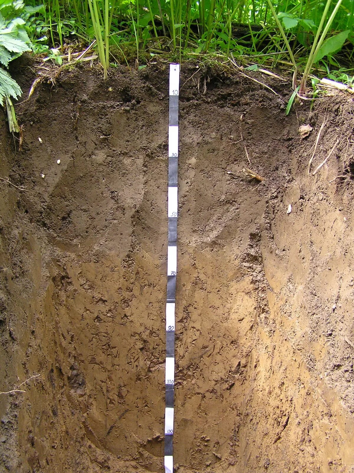 дерново-среднеподзолистые почвы. строение профиля дерново-подзолистой пахотной почвы. дерново подзолистые. почвенный профиль подзолистых и дерново подзолистых почв. дерново-подзолистые почвы.