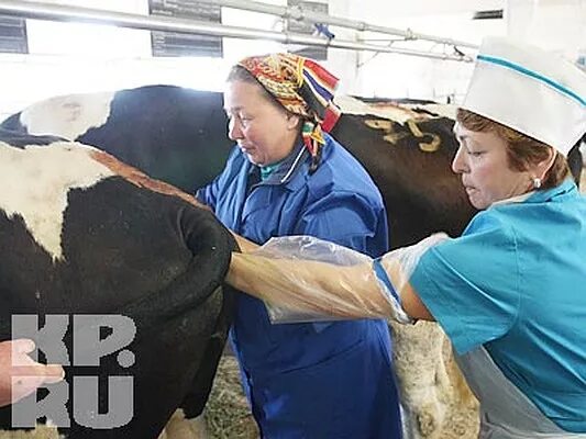 Оператор по искусственному осеменению птицы. Конкурс операторов искусственного осеменения. операторы по искусственному осеменению крс. оператор по искусственному осеменению животных и птицы.