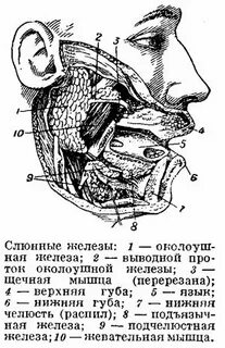 Выполняемая функция слюнных желез