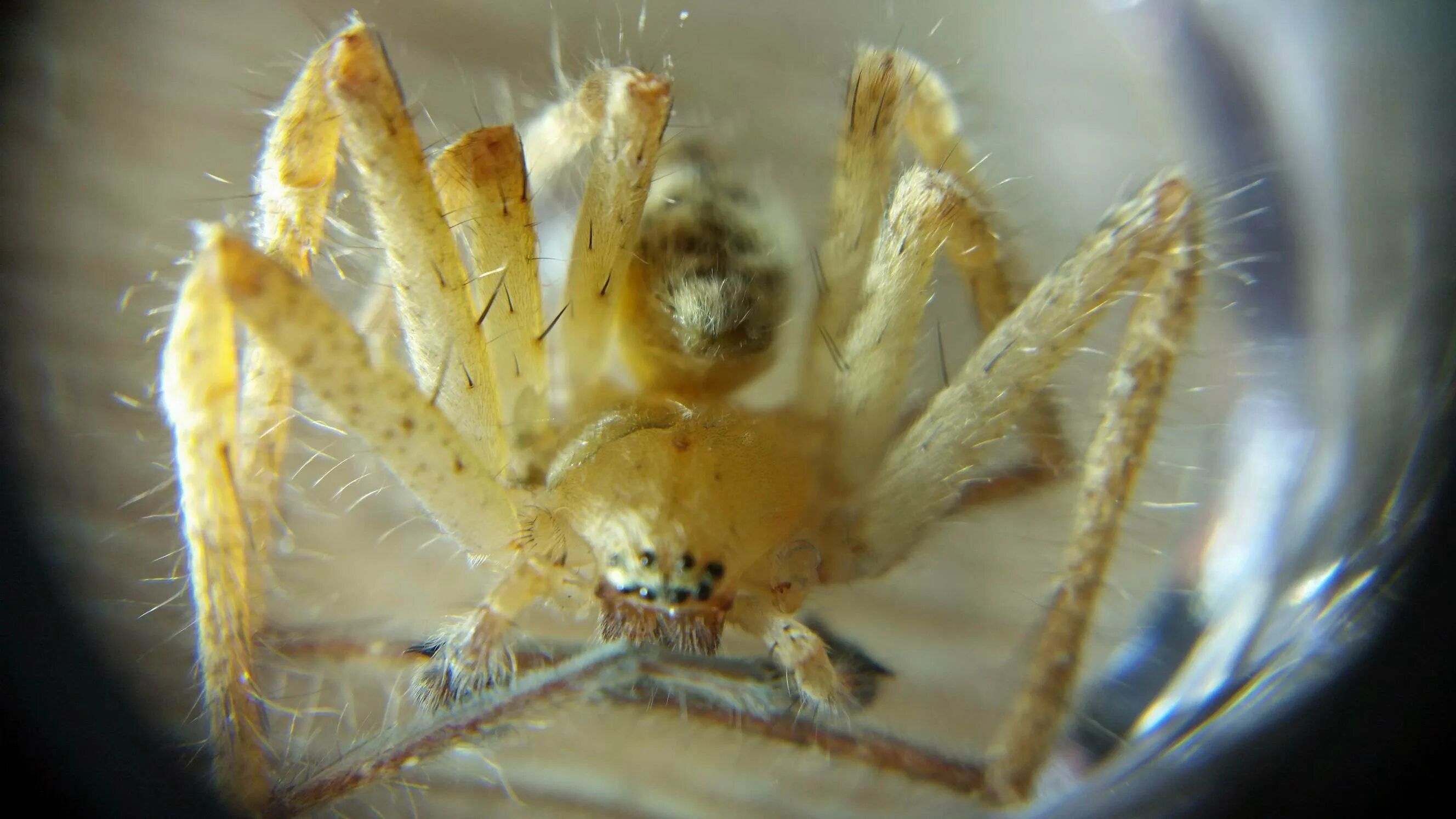 These Are the 10 Most Common House Spiders to Look Out For Dangerous spiders, Br