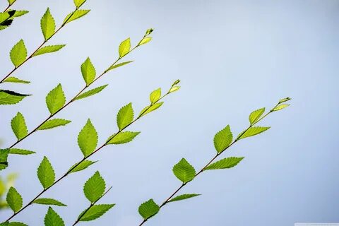 Green leaf перевод