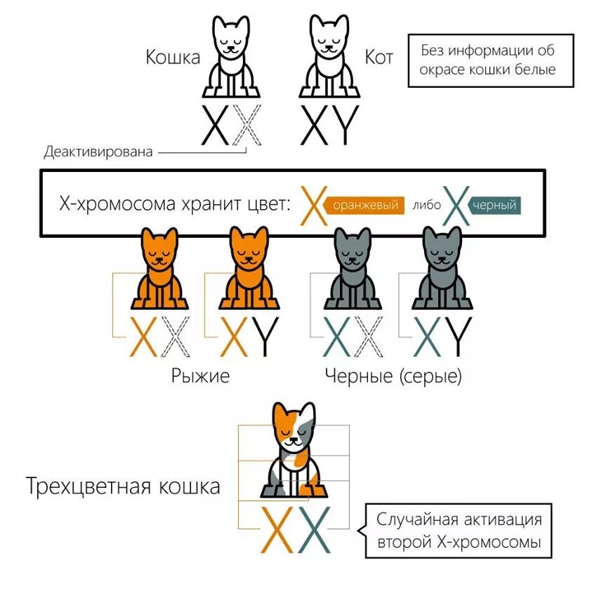 Сколько хромосом в гамете кошки
