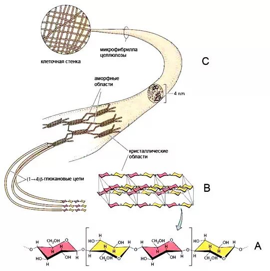 Микрофибрилл коллагена строение. Микрофибриллы строение. Микрофибриллы строение и функции. Микрофибриллы и микрофиламенты. Микрофибриллы это в древесине.