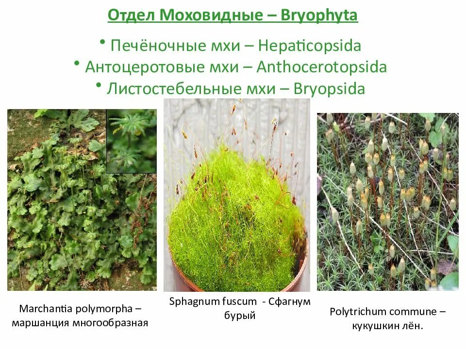 К мохообразным относятся. Антоцеротовые мхи. Отдел антоцеротовые мхи. Антоцерос мох. Мхи печеночные и листостебельные.