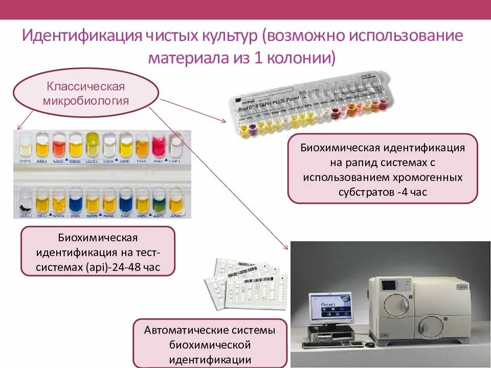 Тест по теме микробиология. Тест система api an микробиология. микротест-система для идентификации микроорганизмов. тест-система для биохимической идентификации бактерий. идентификация чистой культуры.