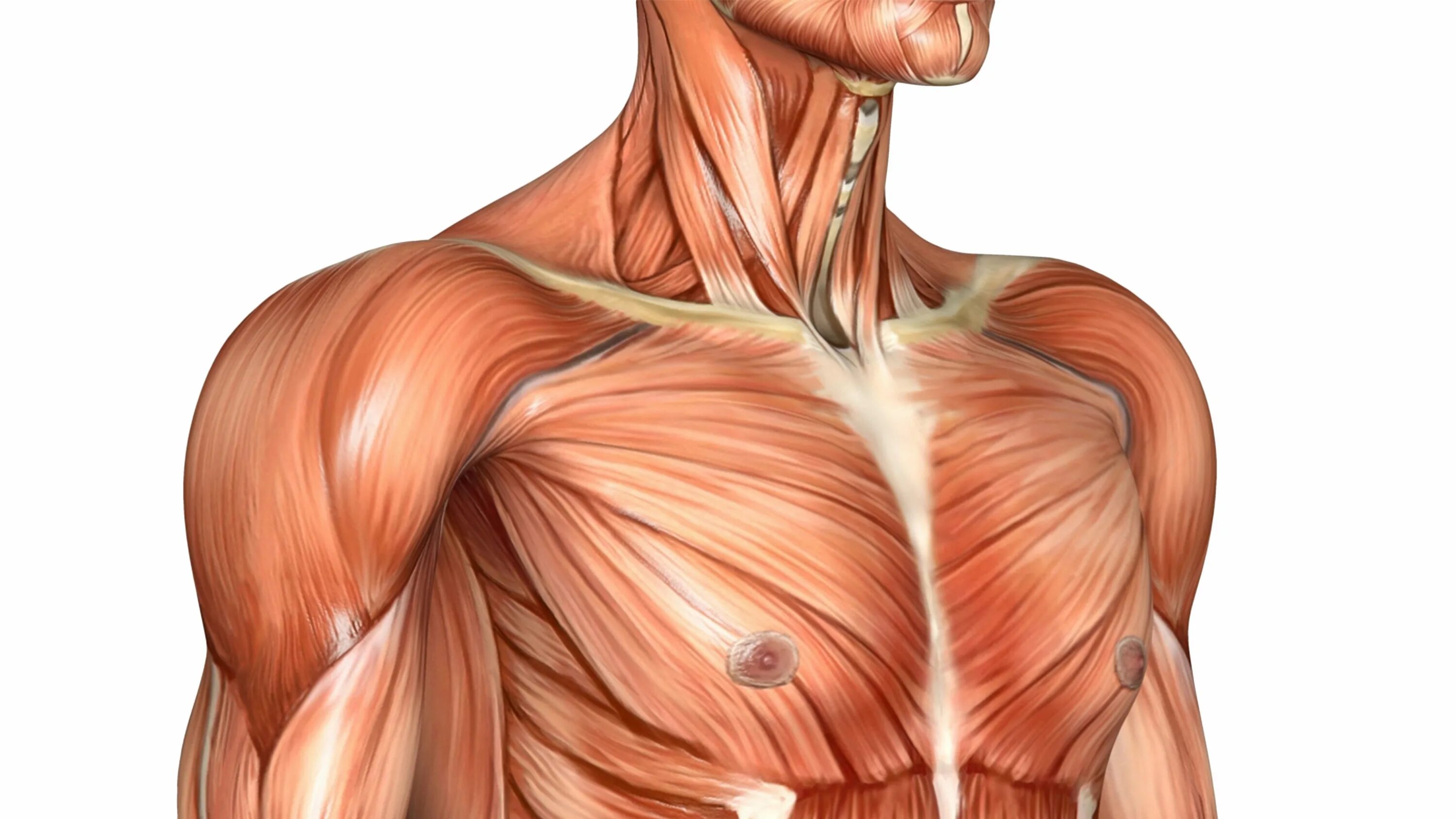 Мышцы груди анатомия. Мышцы груди анатомия человека. Мышцы грудной клетки анатомия. Анатомия мышц грудной клетки человека. Диффузные мышцы