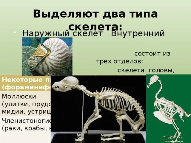 Наружный скелет. Внутренний скелет. Наружный и внутренний скелет. Скелет снаружи.