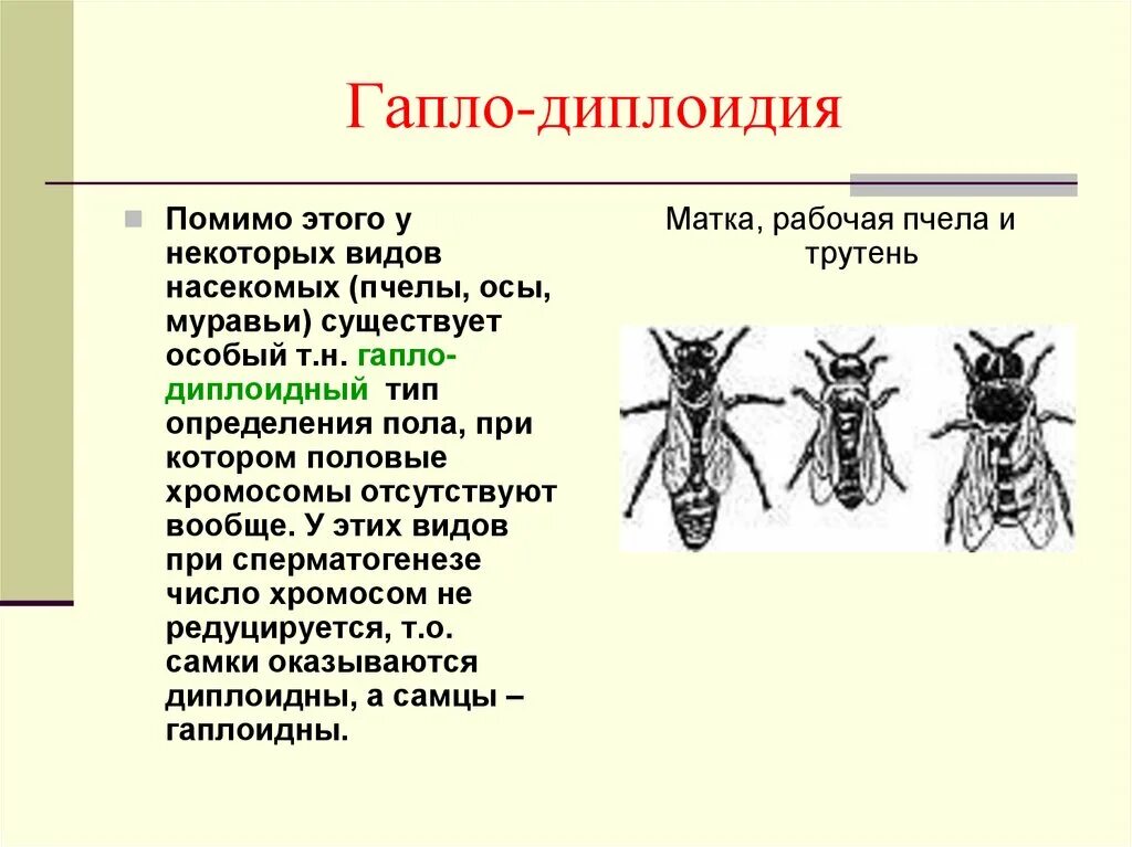 Гапло-диплоидный Тип определения пола. Хромосомный Тип определения пола у пчел. Половые хромосомы насекомых. Хромосомный Тип определения пола у пчёл, муравьёв,.