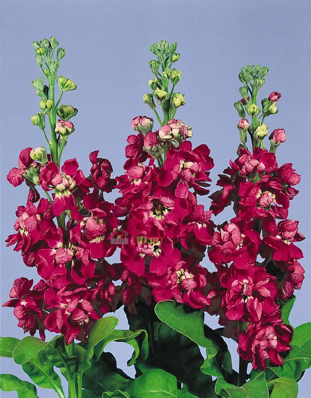 Как посадить левкой. Маттиола левкой. маттиола левкой букетная. левкой (matthiola). маттиола левкой цветы.