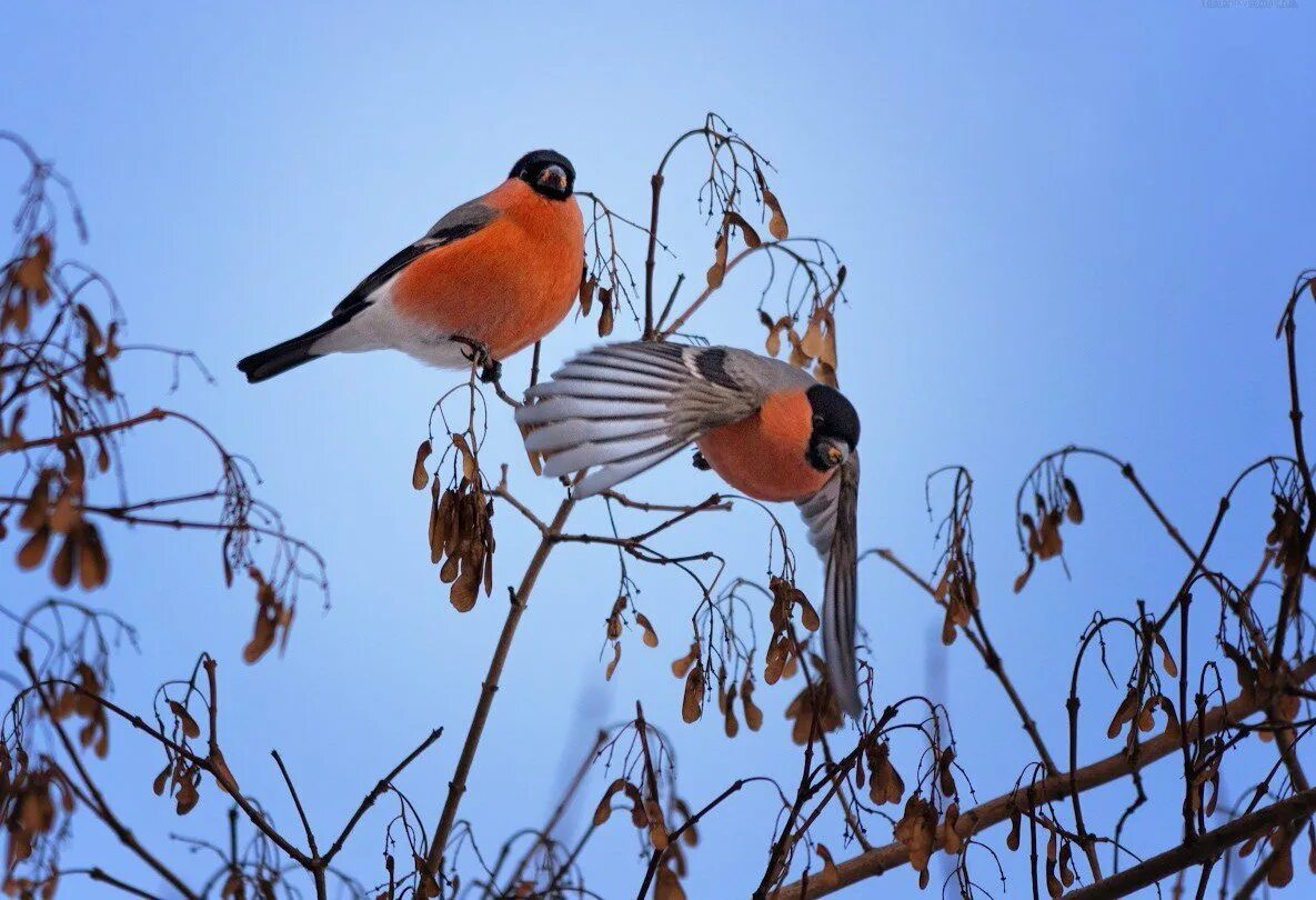 Два снегиря. Птицы урала снегири. Два снегиря. Два снегиря. Снегири ферма.