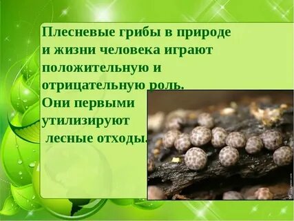 Какую роль играют простейшие в жизни человека