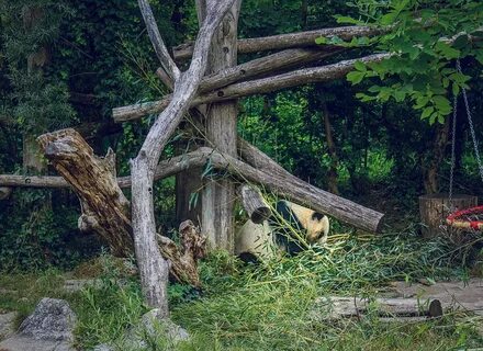 Деревья в зоопарке