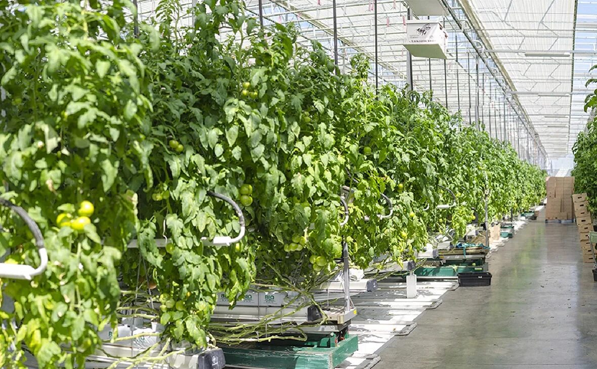 Главный агроном совхоза имени ленина. Совхоз алексеевский башкортостан уфа. Совхоз алексеевский уфа. Зао совхоз имени ленина комбайн. Совхоз грудинина совхоз им ленина.