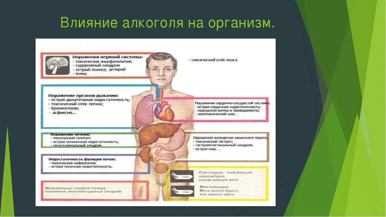 Влияние и люди нижний новгород. Алкоголизм влияние на организм.