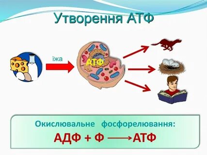 Атф обмен веществ