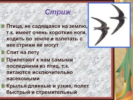Сообщение о стрижах 4 класс короткое