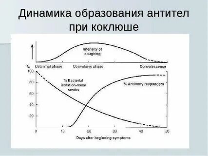 Динамика антител образование