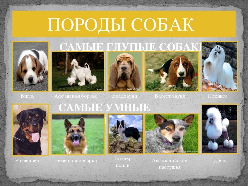 Породы собак названия. Название собак. Породы собак и их названия. Породы собак с фотографиями и названиями. Продысабка сназванями.