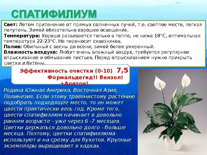 Калатея макоя размножение. Родина спатифиллума комнатного растения. Растения прямые солнечные лучи. Влияние солнечного излучения. Растения прямые солнечные лучи.