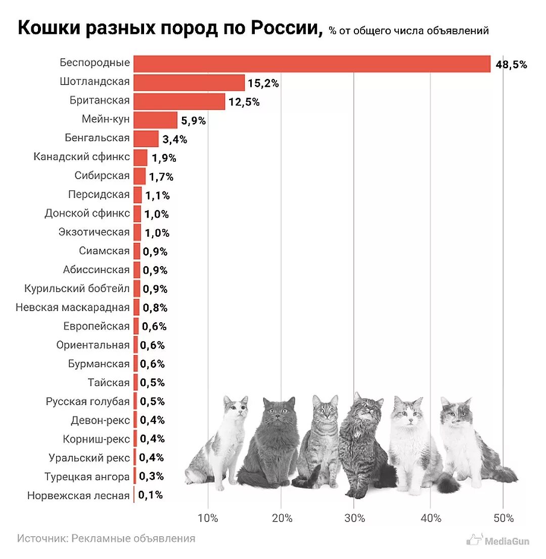 Статистика пород кошек в России. Самые популярные домашние животные в России. Самые популярные породы кошек список. Популярность кошек.