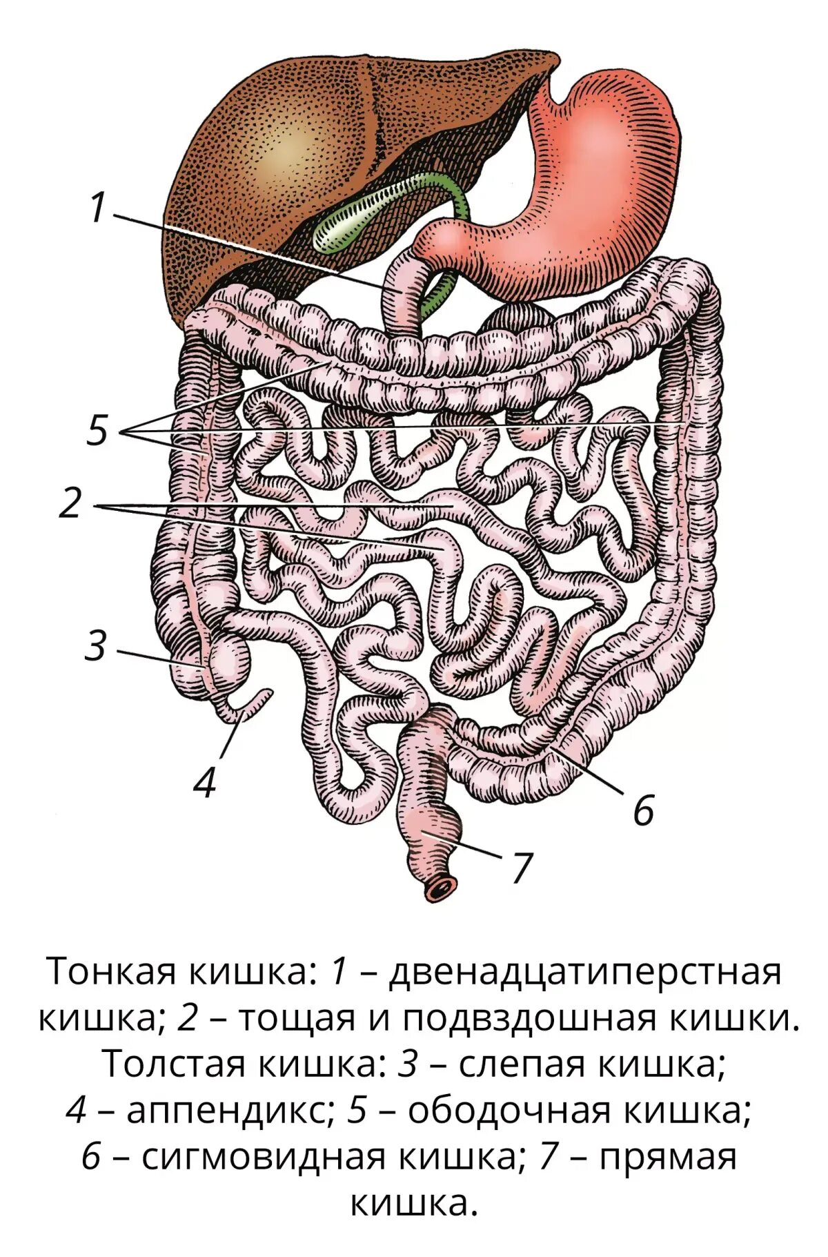 Двенадцатиперстная кишка ободочная. Строение кишечника человека. Строение кишечника человека схема. Тонкий и толстый кишечник анатомия. Области жкт