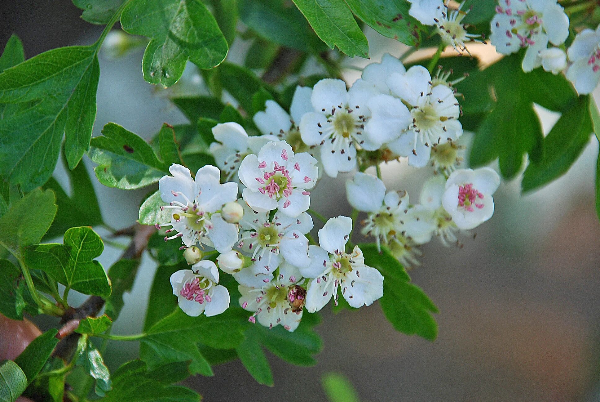 Боярышник сибирский цветет. Цветки боярышника. Цветки боярышника. Боярышник крупноплодный цветы. Боярышник цветы.
