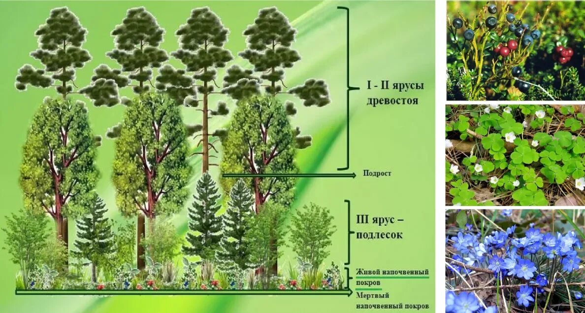 Растительные элементы леса. Ярусность тайги. ярусность соснового леса. ярусы тайги. яруса леса подрост.