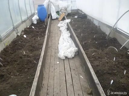 Как укрыть хризантемы на зиму