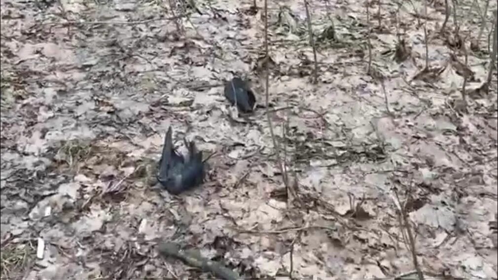 Травля в брянске. Отравили собак в 10-м микрорайоне г. Отравление птиц монларом. Ученики 88 школы ижевск. Сильный ливень.