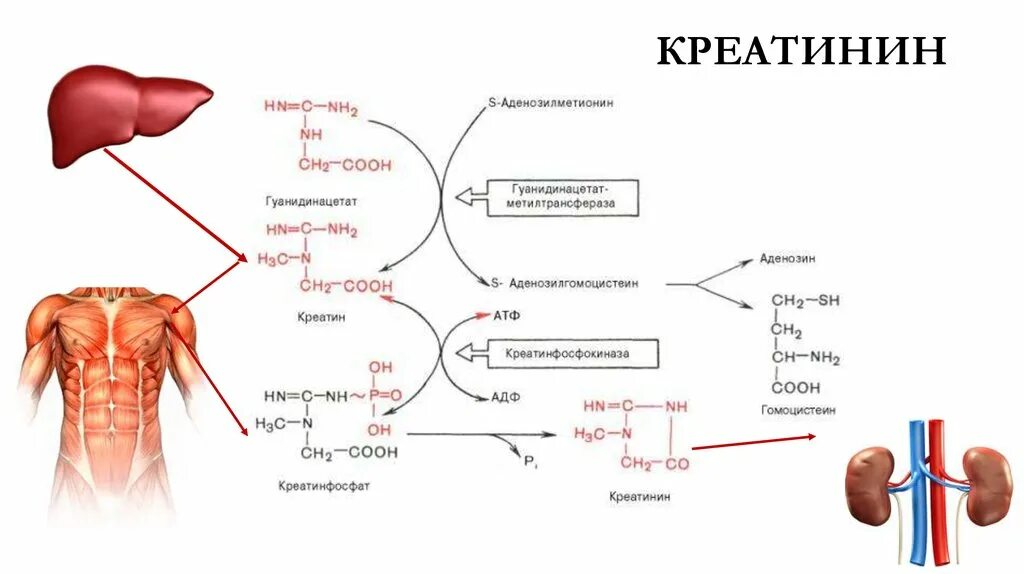 Креатинин (creatinine повышен. Креатинин схема. Креатинин повышен патогенез. Креатинин образование биохимия. Зачем анализ креатинина