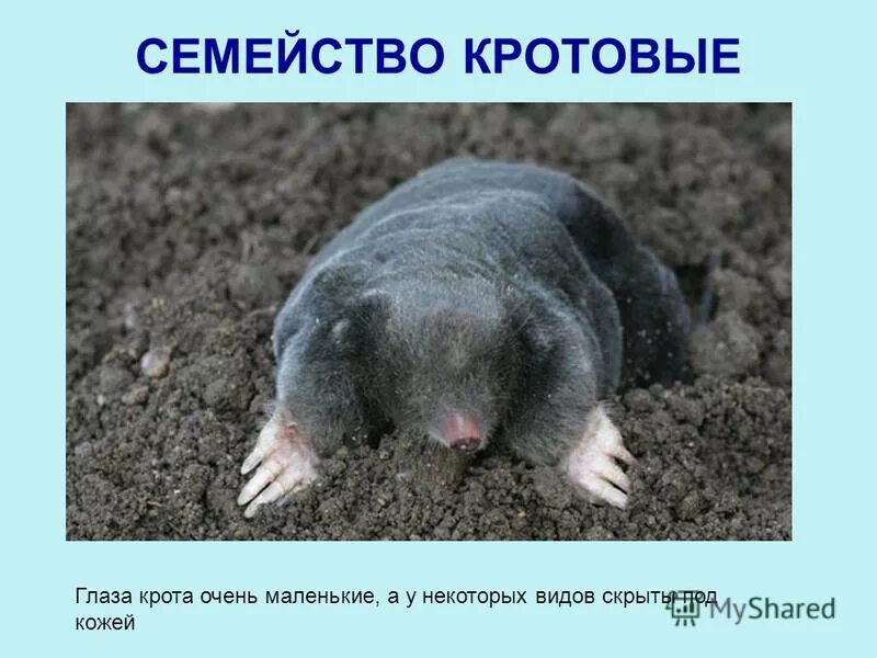 кротовые представители. крот могера. малый крот. норы обыкновенного слепыша. крот обыкновенный (talpa europaea).
